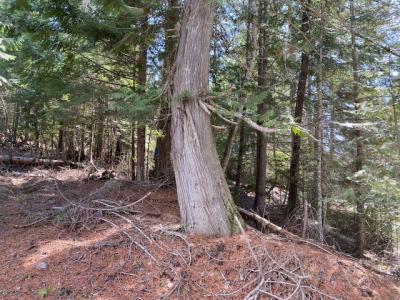NNA Upper Gold Creek Rd, Sandpoint, 爱达荷州 83864, 美国