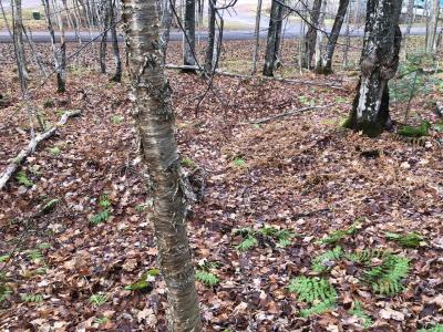 Outlot 3 Skye Dr, Upson, 위스컨신 54565, 미국