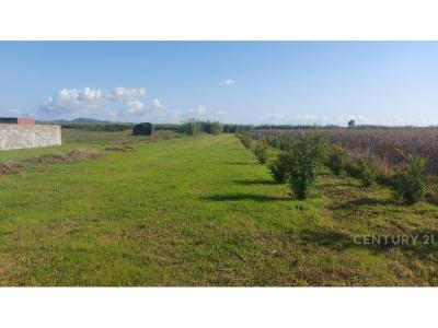 Gosë, Rrogozhinë, Albania