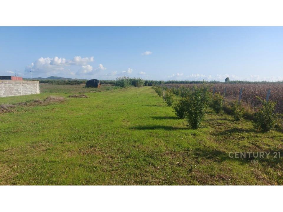 Gosë, Rrogozhinë, Albania