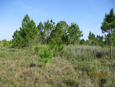 15312 NW 274TH STREET, OKEECHOBEE, Florida 34972, Estados Unidos