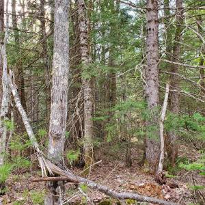 TBD Motley Rd, Nisula, Michigan 49952