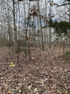 0 Cheyenne Circle, Lot 15, Beechgrove, 테네시 37018, 미국