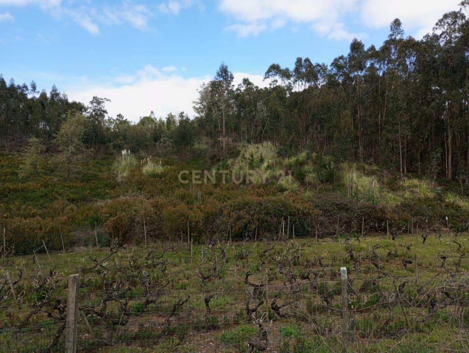 Cadaval, Lisbon 2550, Portugal