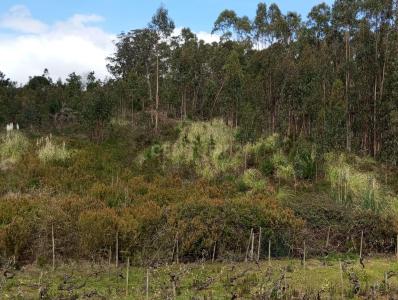 Cadaval, Lisbon 2550, Portugal