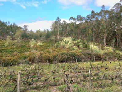 Cadaval, Lisbon 2550, Portugal