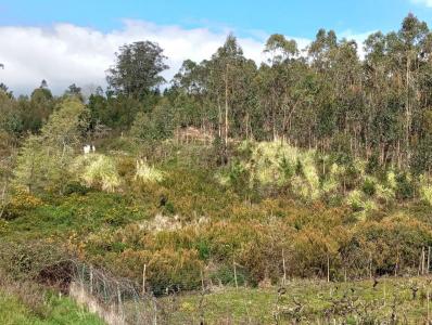 Cadaval, Lisbon 2550, Portugal