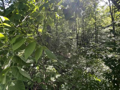 Monticello, Kentucky 42633, HOA KỲ