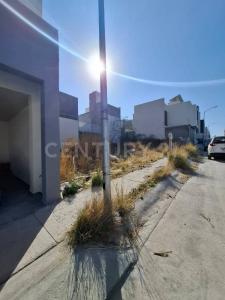 ALBERO FUERTE VENTURA ,, Mexquitic De Carmona, סן לואיס פוטוסי 78470, מקסיקו