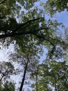 877 Bedwell Street , AL, Heflin, Alabama 36264, HOA KỲ