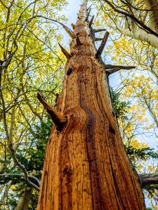 0 Snow Cap Peaks Road, Alma, Colorado 80402, USA