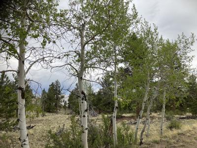 256 Bandana Road, Hartsel, Colorado 80449, USA