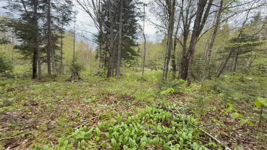 101 Ch. des Appalaches, Notre-Dame-des-Bois, 魁北克省 J0B 2E0, 加拿大