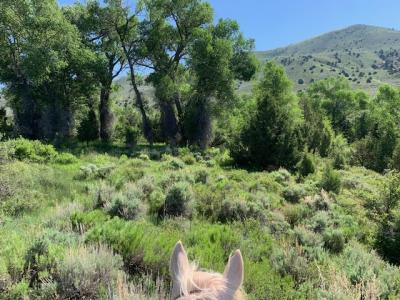 Lot 6 Paradise Park Road 030060043, Lapoint, Utah 84039, États-Unis