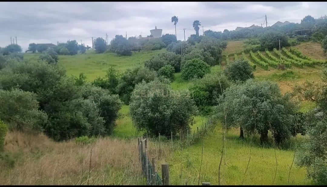 Torres Novas, Santarem 2350-050 Brogueira, Portugal