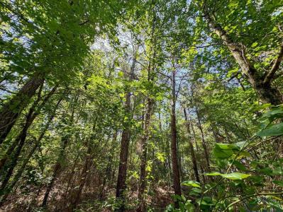 TBD County Road 2617, Linden, Texas 75563, États-Unis