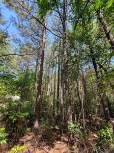 TBD County Road 2617, Linden, Texas 75563, États-Unis