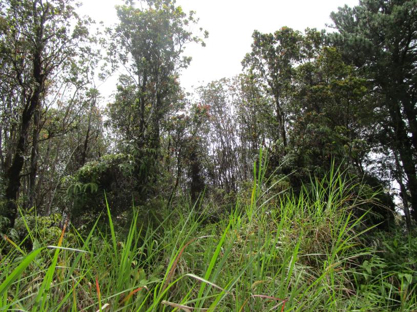 Lot 264, 99-7728 Pukeawe Pl, Volcano, Havaí 96785, Estados Unidos