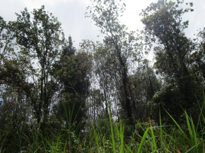 Lot 264, 99-7728 Pukeawe Pl, Volcano, Havaí 96785, Estados Unidos