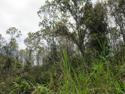 Lot 264, 99-7728 Pukeawe Pl, Volcano, Havaí 96785, Estados Unidos
