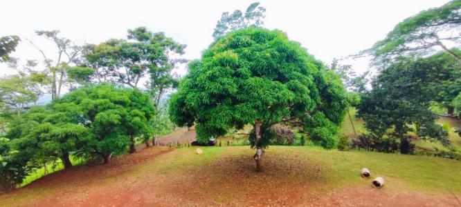 Bijagual Carara Turrubáres, San José 61105, コスタリカ