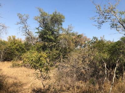 Hoedspruit, Limpopo, Republika Południowej Afryki