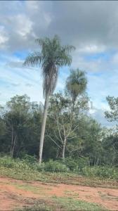 tucangua cañada , Altos, Cordillera 00001, パラグアイ