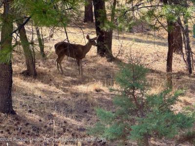 Lot 44 Sawmill Canyon road, Alto, New Mexico 88312, HOA KỲ