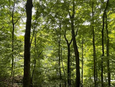 Lot 53-55 N Lake Dr, Burnside, Kentucky 42519, Estados Unidos