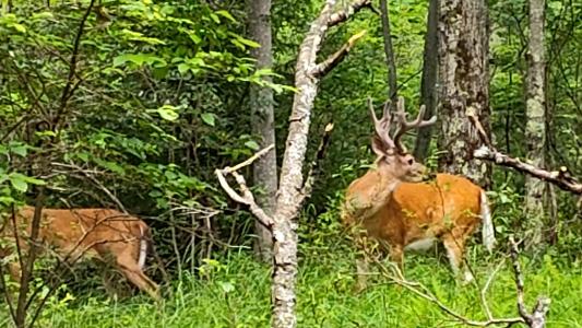 Clubhouse 14 Drive, East Stroudsburg, Pensilvania 18302, Estados Unidos