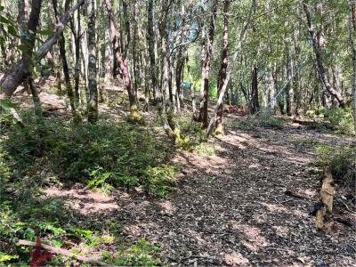 25143 Blue Jay Place, Willits, California 95490, Stati Uniti