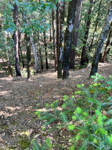 2185 Primrose Drive, Willits, Kaliforniya 95490, Amerika Birleşik Devletleri