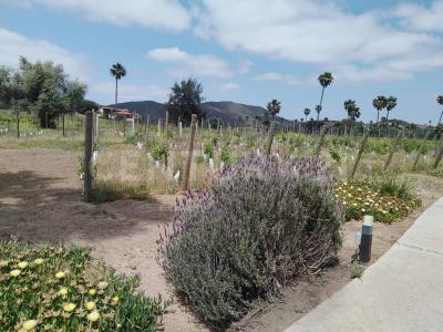 Km 10 3,, Tecate, Baja California 21530, Messico