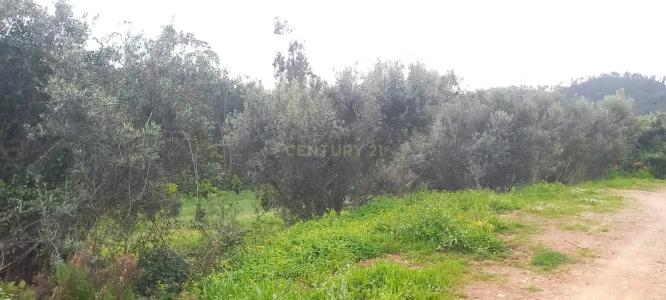 Monchique, فارو 8550, البرتغال