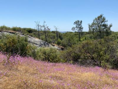 38.31AC Flying O Ranch Rd., Coarsegold, 加州 93614, 美國