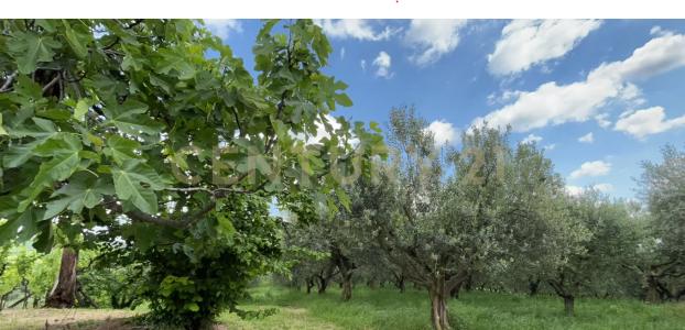 Via Postuman, Mezzane Di Sotto, Veneto 37030, איטליה