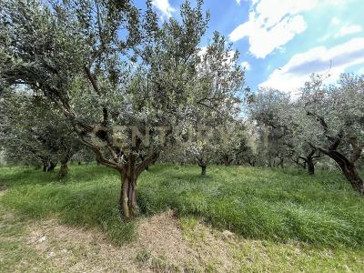 Via Postuman, Mezzane Di Sotto, Veneto 37030, איטליה
