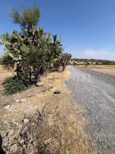 Jerecuaro, ولاية غواناخواتو 38555, المكسيك