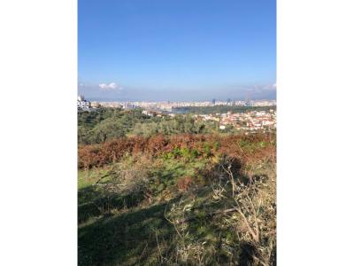 Mjull - Bathore, Tirana, Albania