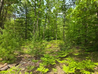 Cypress Ave., Paris, Michigan 49338, USA