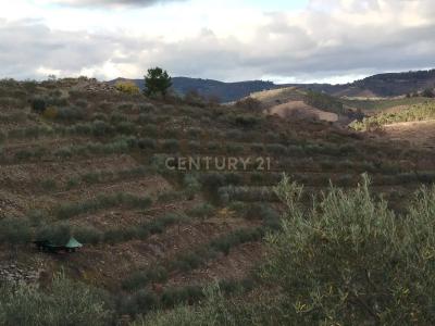 Mirandela, Bragança 5370, Portugal