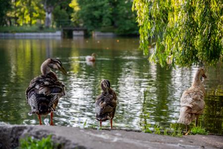 Velká lada, Praha, Území Hlavního Města Prahy, Cộng Hòa Séc