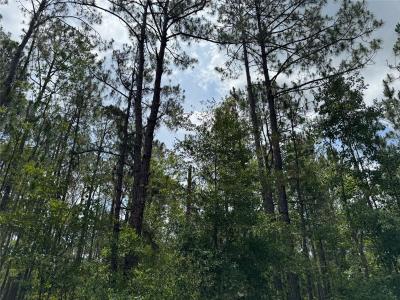 Havana Road, CLERMONT, Florida 34714, Amerika Birleşik Devletleri