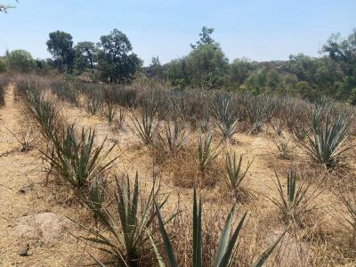 Brecha del Ingeniero 17,, Zapopan, חליסקו 45221, מקסיקו 