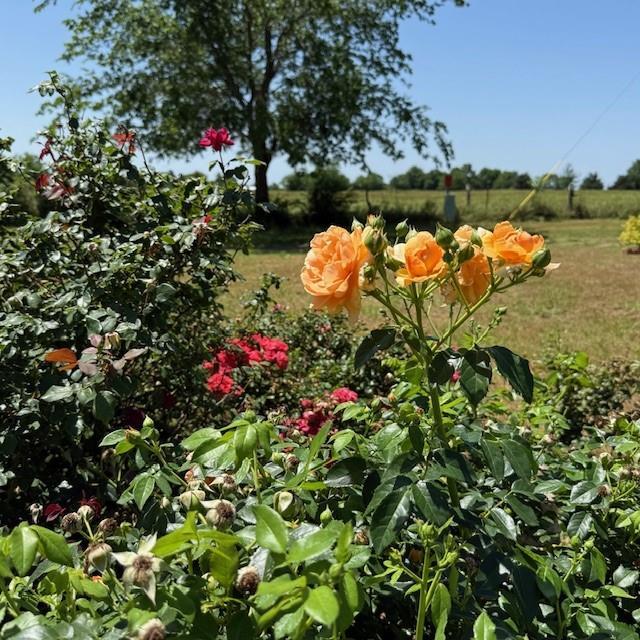 2289 FM 275 S, Cumby, Texas 75433