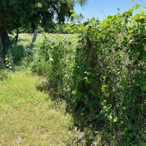 2289 FM 275 S, Cumby, Texas 75433