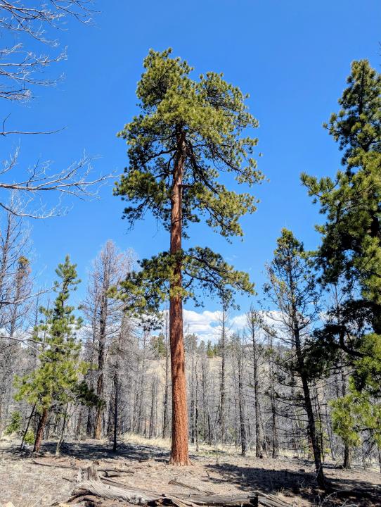 1164 Frees Loop, Guffey, Colorado 80820, États-Unis