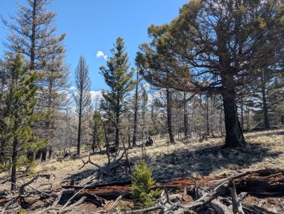 1164 Frees Loop, Guffey, Colorado 80820, USA