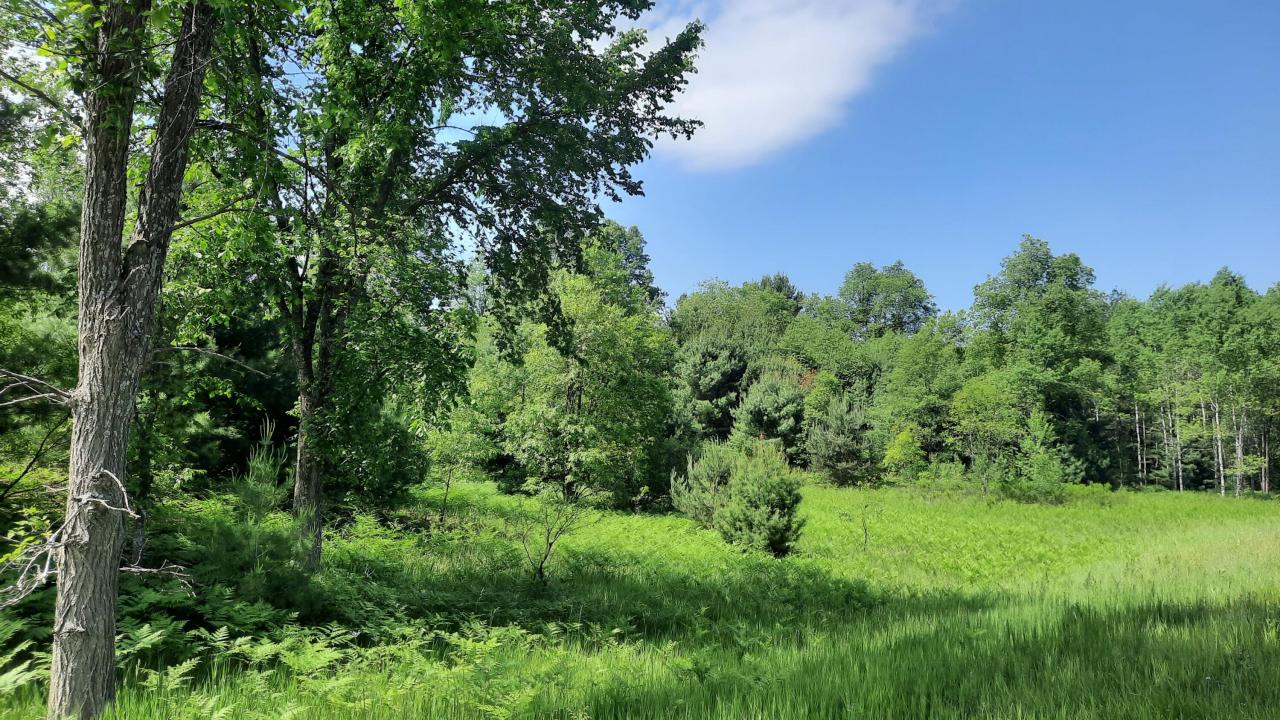 19.5 Acres 9 Mile Road, Kaleva, Michigan 49645, Amerika Birleşik Devletleri