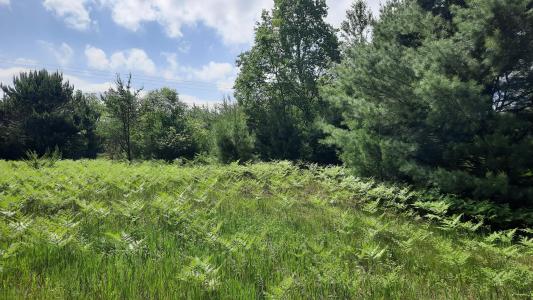 19.5 Acres 9 Mile Road, Kaleva, Michigan 49645, Amerika Birleşik Devletleri